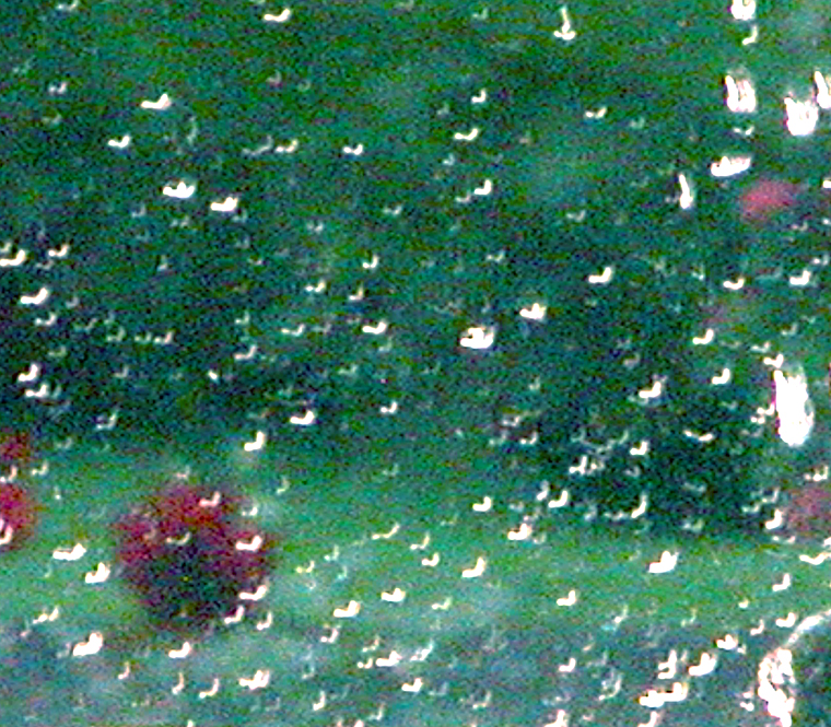WinterGarden (iii)